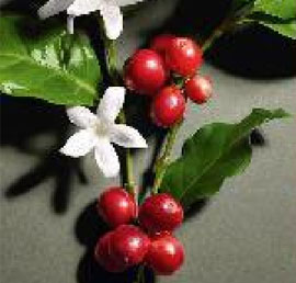 Selección del grano illy